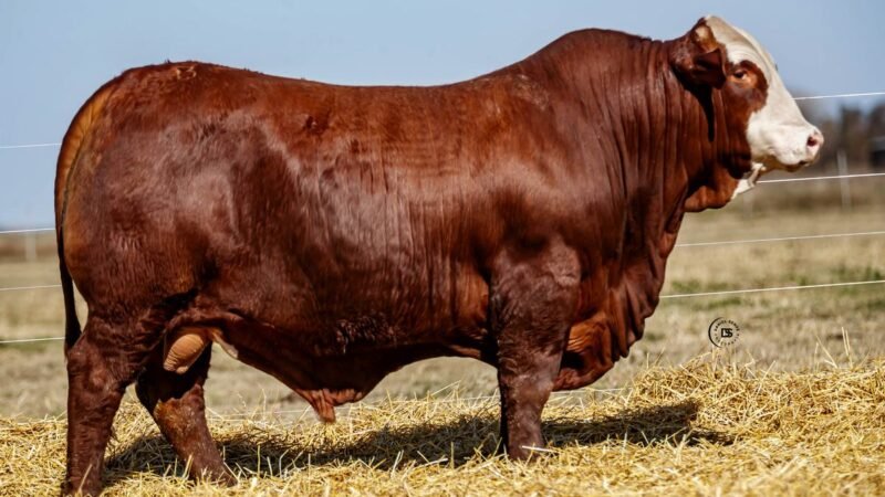 CORRAL 27 RP 013552 BRAFORD