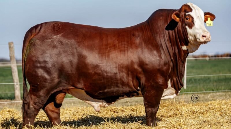 CORRAL 31 RP 09367 BRAFORD