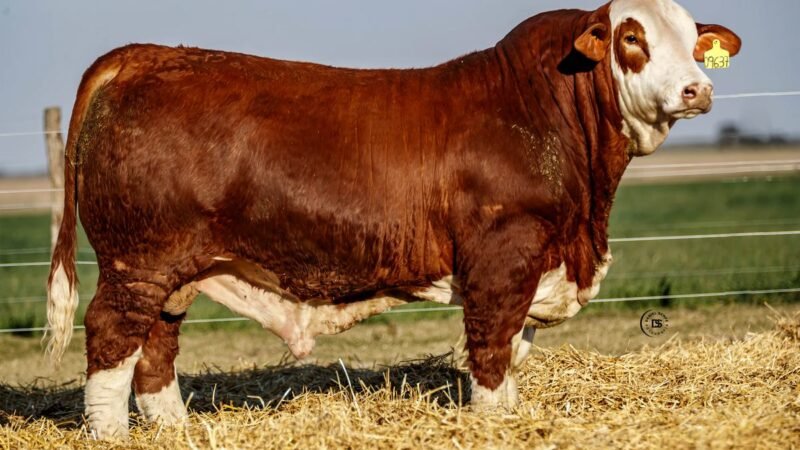 CORRAL 3 RP 09637 BRAFORD