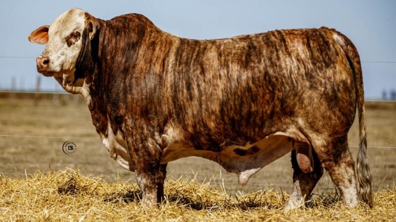 CORRAL 34 RP 10091 BRAFORD