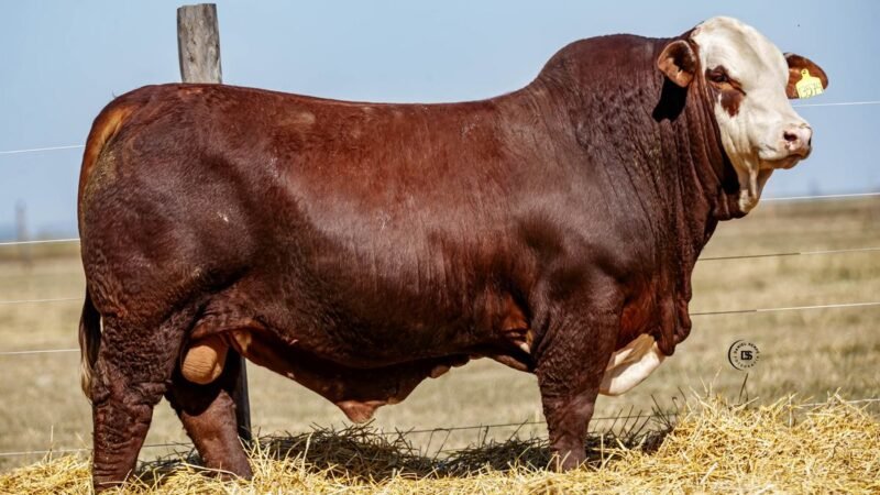 CORRAL 27 RP 13574 BRAFORD