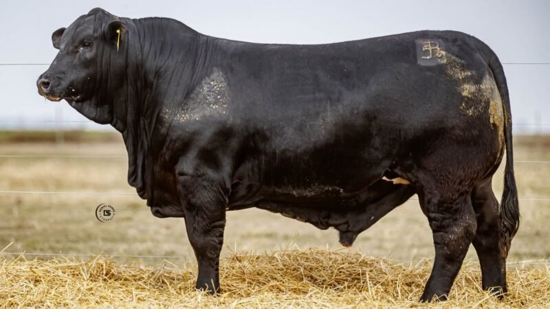 CORRAL 25 RP 2423 BRANGUS