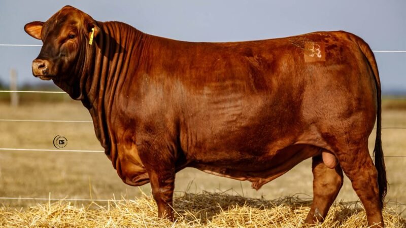 CORRAL 20 RP 2565 BRANGUS