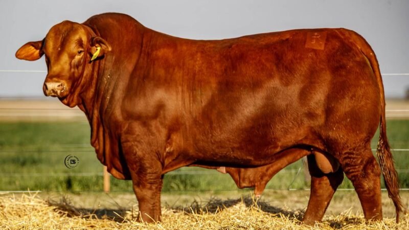 CORRAL 16 RP 705 BRANGUS