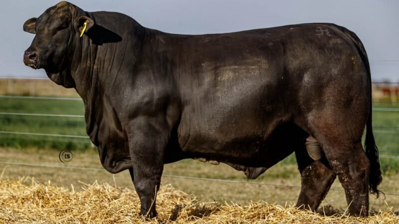 CORRAL 23 RP 731 BRANGUS