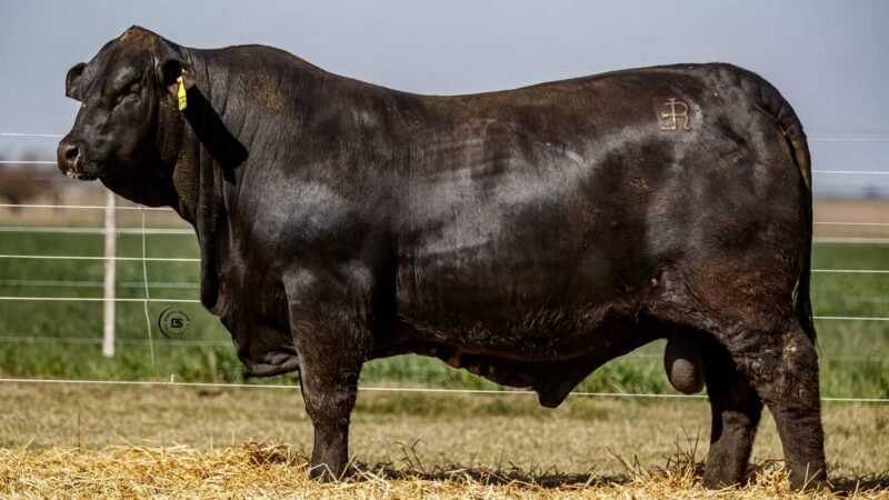 CORRAL 18 RP 735 BRANGUS