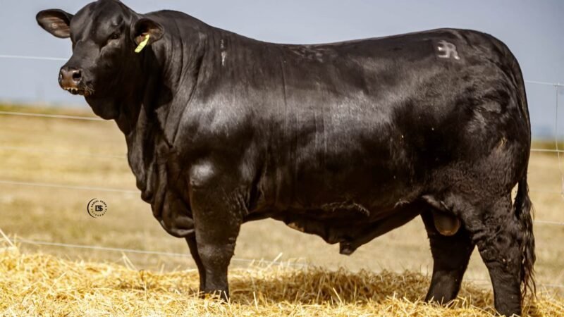 CORRAL 17 RP 739 BRANGUS