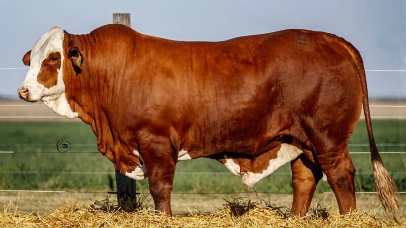 CORRAL 38 RP 9241 BRAFORD