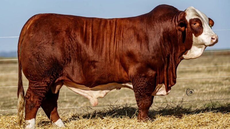 CORRAL 5 RP 9501 BRAFORD