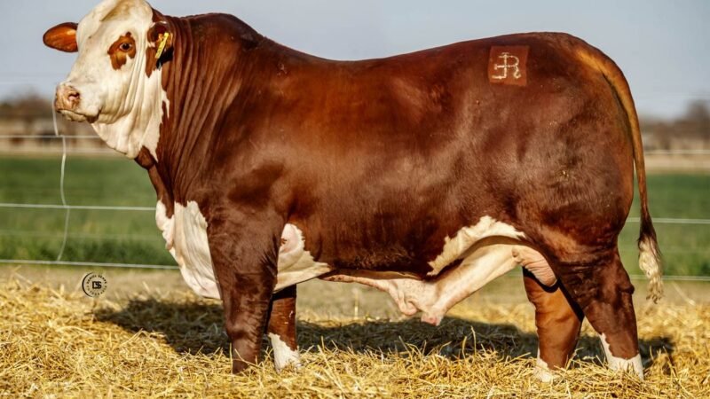 CORRAL 13 RP 9511 BRAFORD