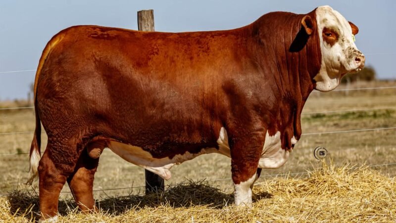 CORRAL 1 RP 9547 BRAFORD