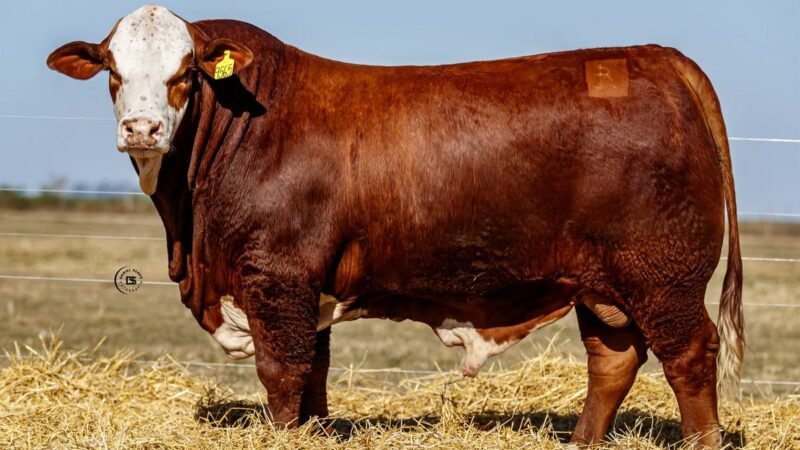 CORRAL 1 RP 9565 BRAFORD