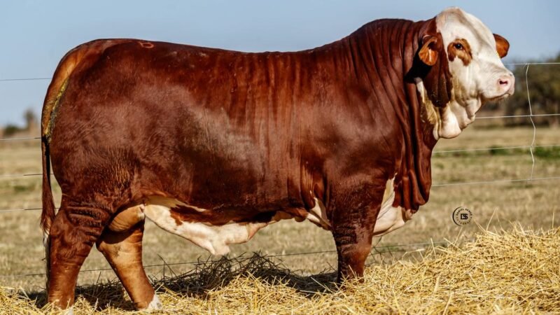 CORRAL 9 RP 9615 BRAFORD