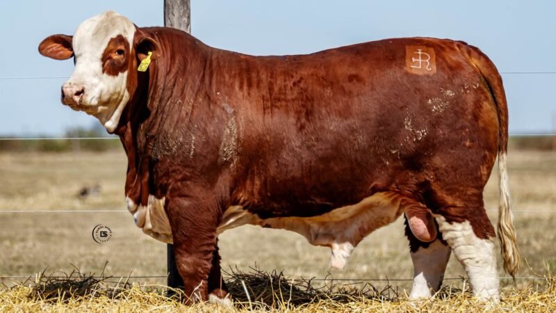 CORRAL 3 RP 9627 BRAFORD