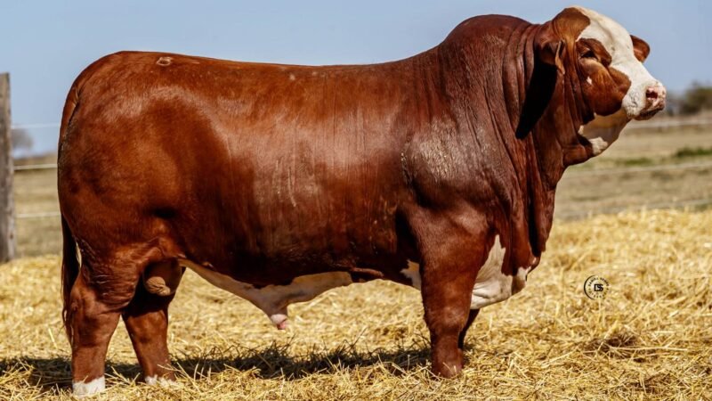 CORRAL 4 RP 9631 BRAFORD