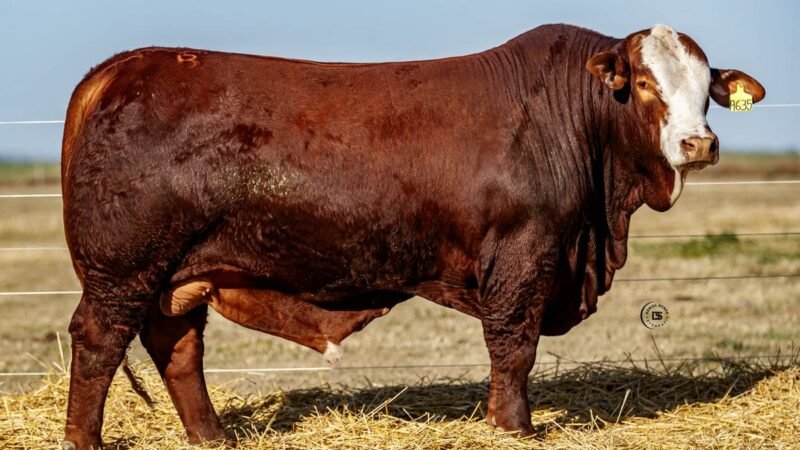 CORRAL 4 RP 9635 BRAFORD