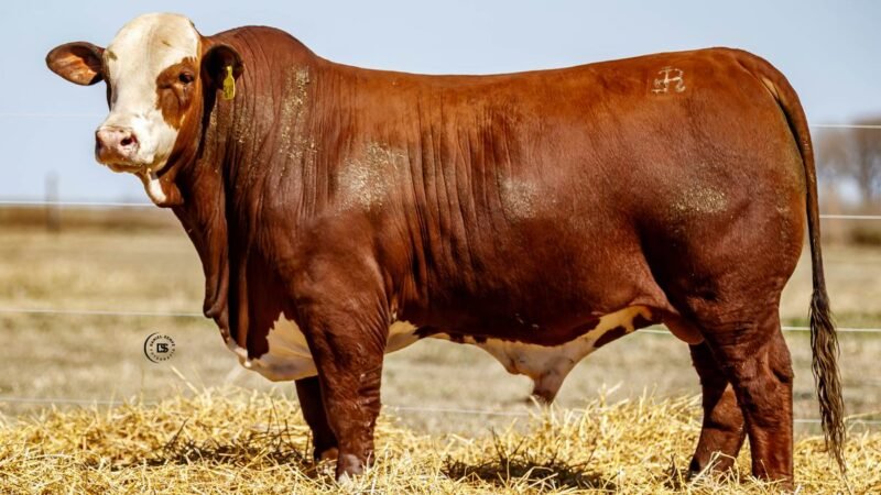 CORRAL 40 RP 9649 BRAFORD