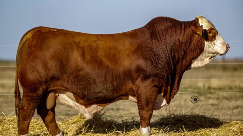 CORRAL 9 RP 9655 BRAFORD