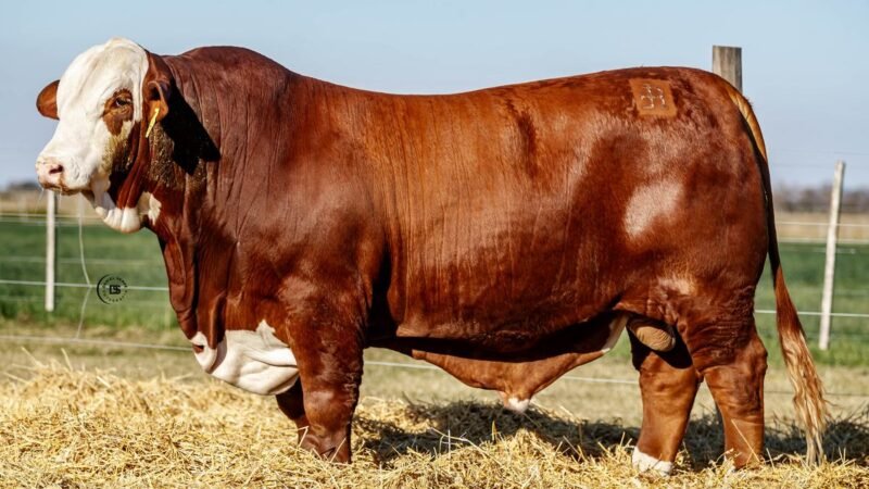 CORRAL 37 RP 9775 BRAFORD