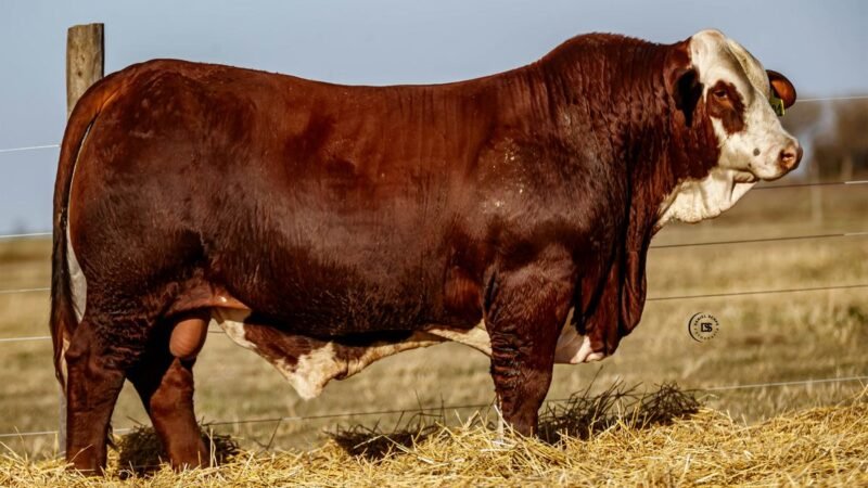 CORRAL 26 RP 9801 BRAFORD