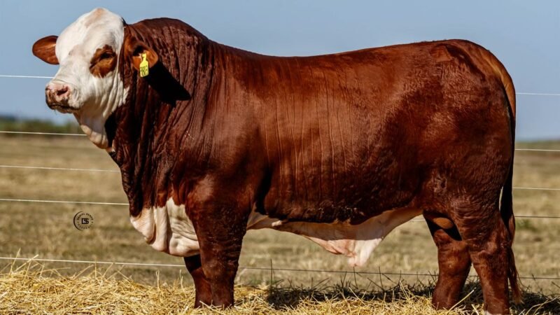 CORRAL 53 RP 9803 BRAFORD