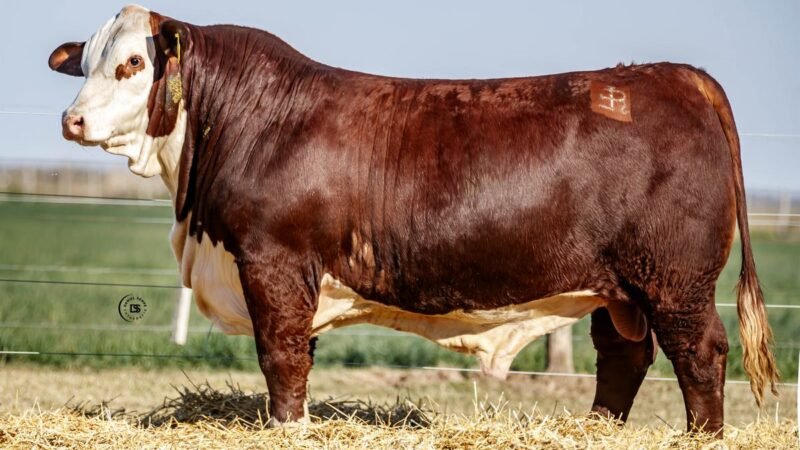 CORRAL 10 RP 9805 BRAFORD