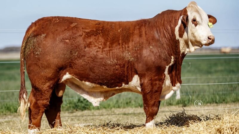 CORRAL 53 RP 9811 BRAFORD