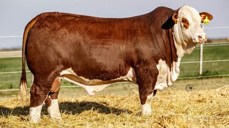 CORRAL 15 RP 9815 BRAFORD