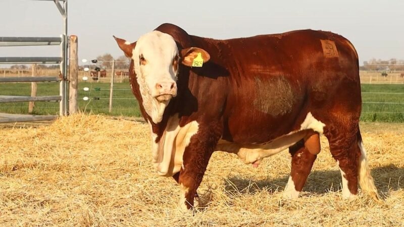 CORRAL 10 RP 9865 BRAFORD