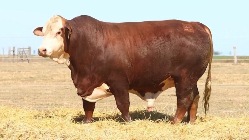 CORRAL 11 RP 9573 BRAFORD