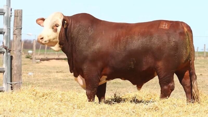 CORRAL 11 RP 9645 BRAFORD