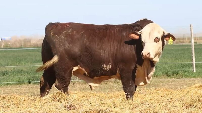 CORRAL 12 RP 9879 BRAFORD