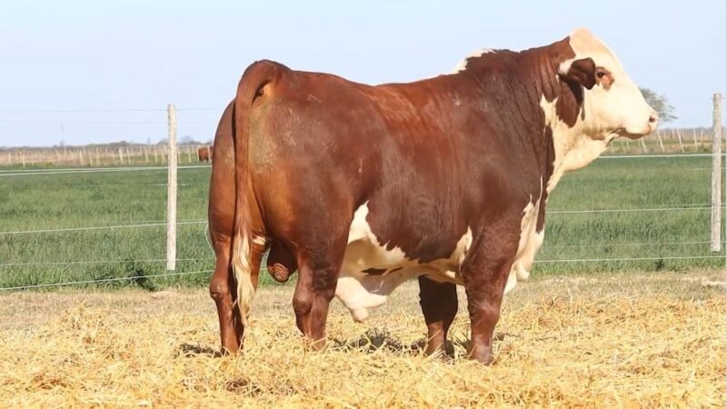 CORRAL 12 RP 9937 BRAFORD