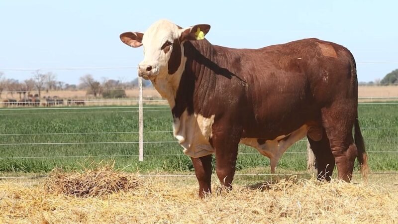 CORRAL 12 RP 9969 BRAFORD