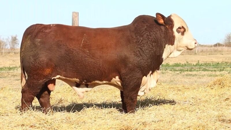 CORRAL 14 RP 9973 BRAFORD