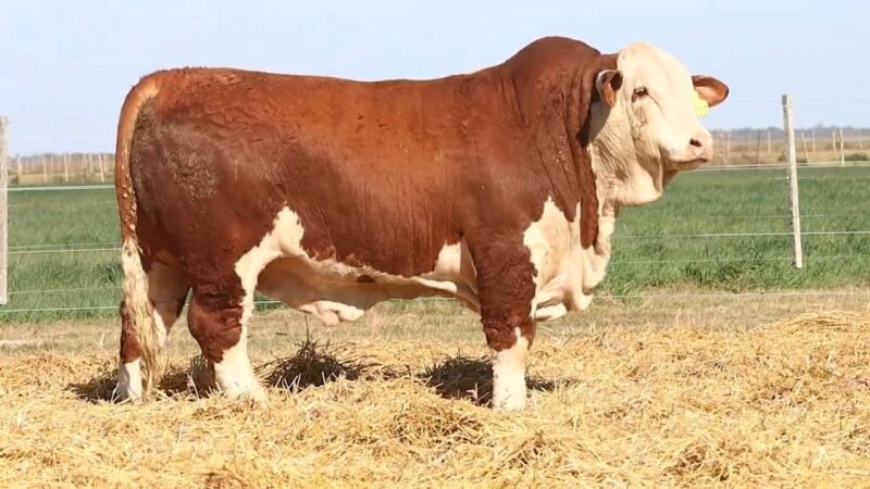 CORRAL 15 RP 9851 BRAFORD