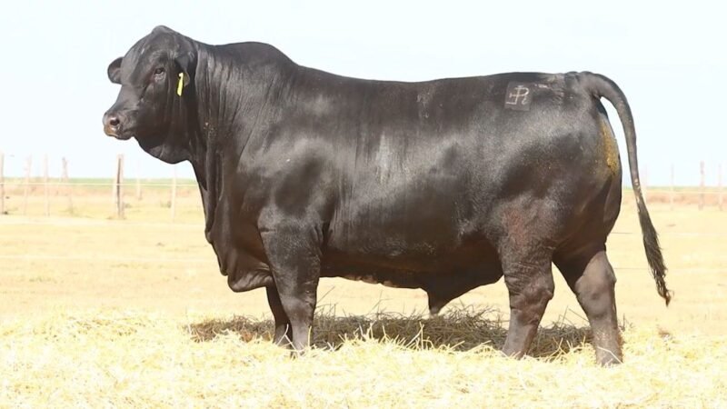 CORRAL 18 RP 2455 BRANGUS