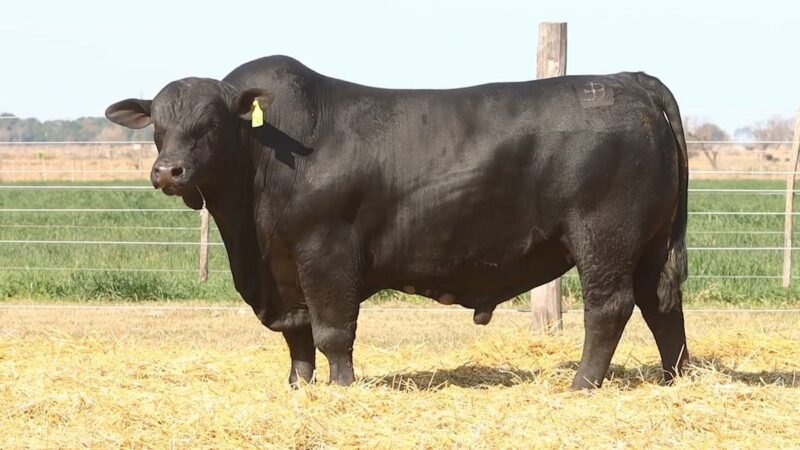 CORRAL 22 RP 2465 BRANGUS