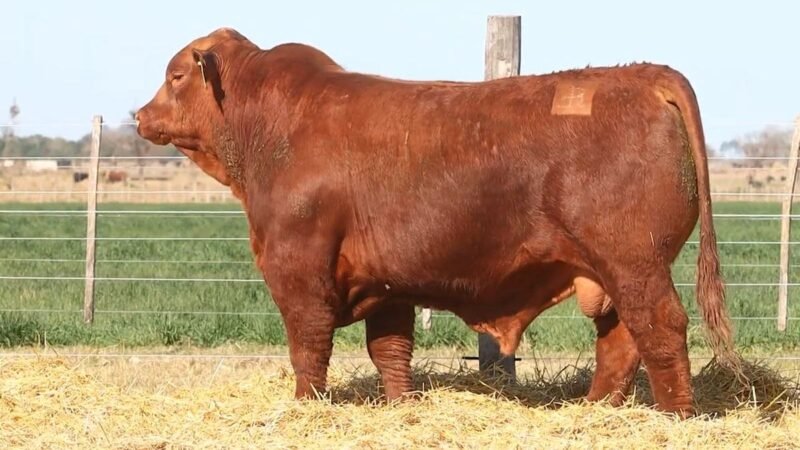 CORRAL 22 RP 2469 BRANGUS