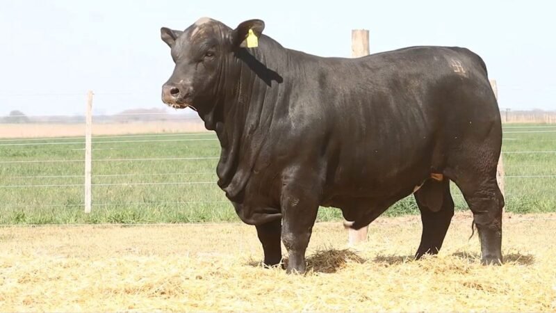 CORRAL 24 RP 663 BRANGUS