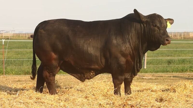 CORRAL 25 RP 2471 BRANGUS