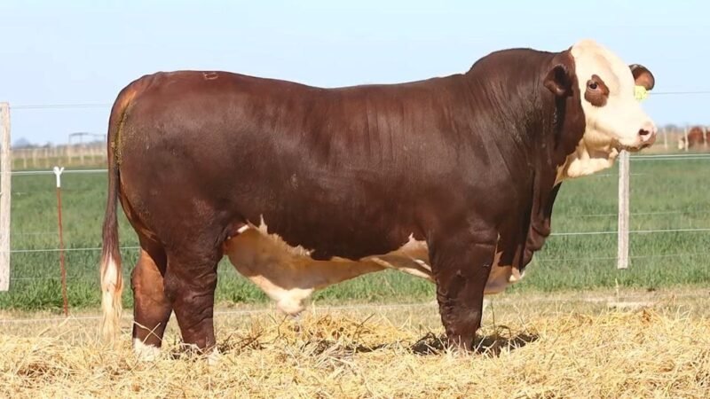 CORRAL 28 RP 9623 BRAFORD