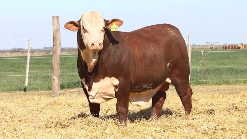 CORRAL 28 RP 9759 BRAFORD