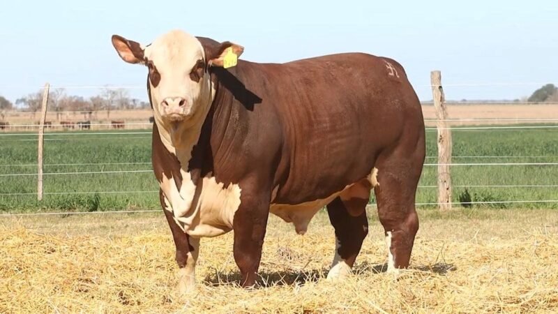 CORRAL 29 RP 9717 BRAFORD