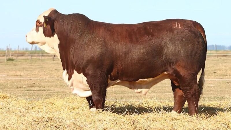 CORRAL 29 RP 9769 BRAFORD