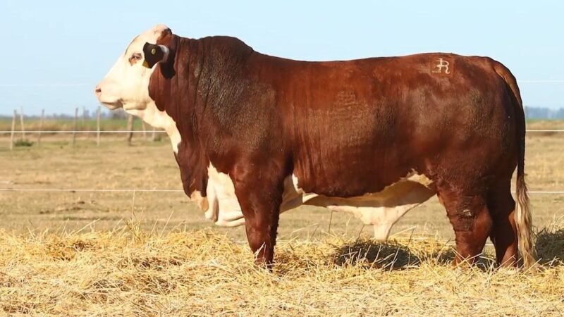 CORRAL 30 RP 9711 BRAFORD