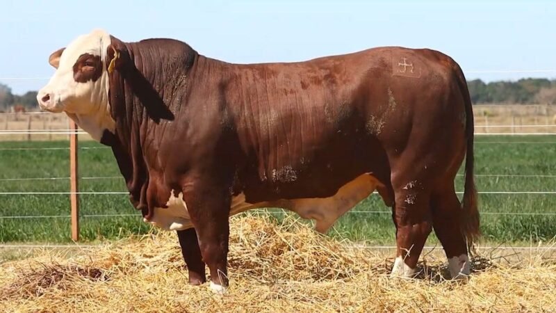 CORRAL 30 RP 9741 BRAFORD