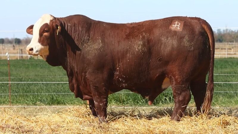 CORRAL 32 RP 9835 BRAFORD