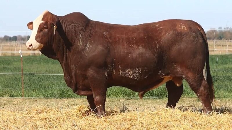 CORRAL 32 RP 9893 BRAFORD