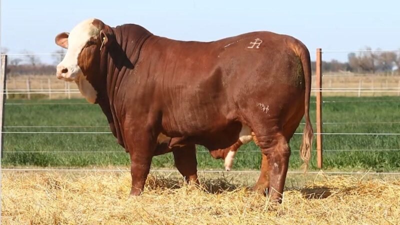 CORRAL 32 RP 9995 BRAFORD